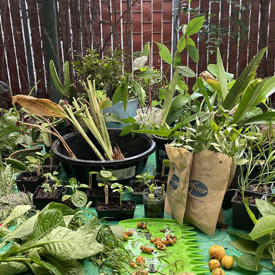 Crop Swap: Plants, Seeds & Produce